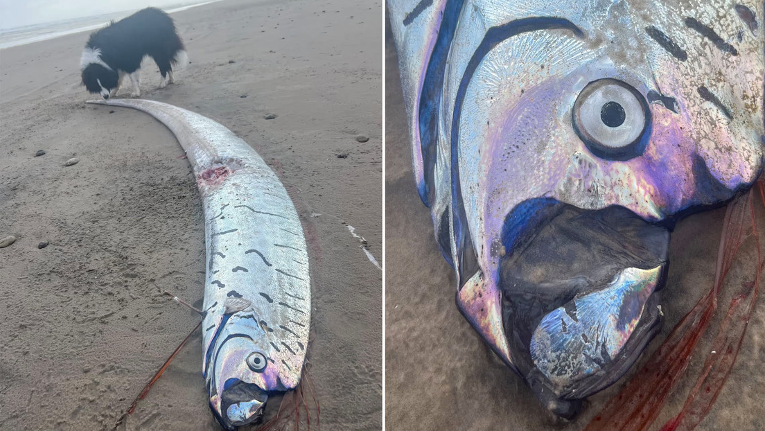 Encuentran un ejemplar de 'pez del juicio final' en una playa de Australia