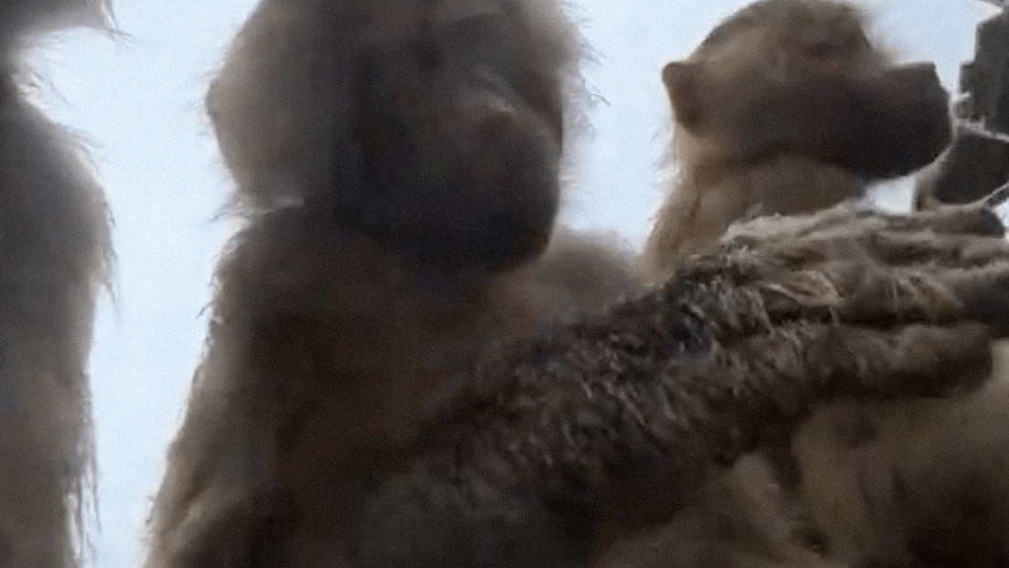 VIDEO: Babuinos 'roban' un móvil en un zoo y se graban