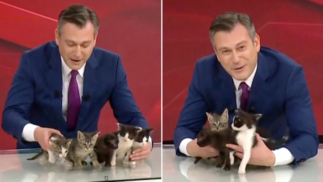 Cinco gatitos se adueñan de un noticiero (VIDEO)