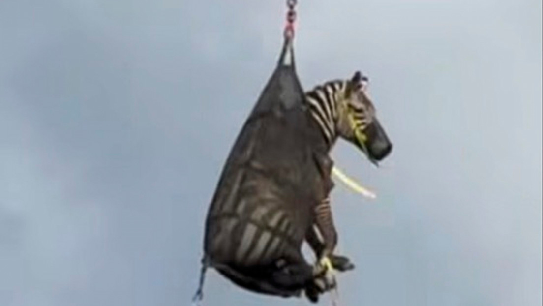 VIDEO: Retorno extravagante de una cebra prófuga