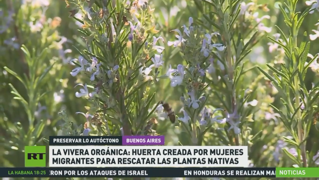 'La Vivera Orgánica': huerta creada por mujeres migrantes en Argentina para rescatar las plantas nativas