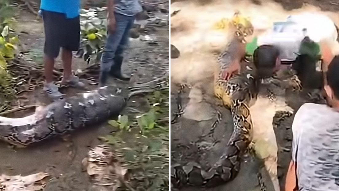 FUERTE VIDEO: Enorme pitón devora a un granjero