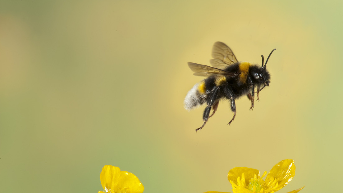 China crea la primera abeja cíborg
