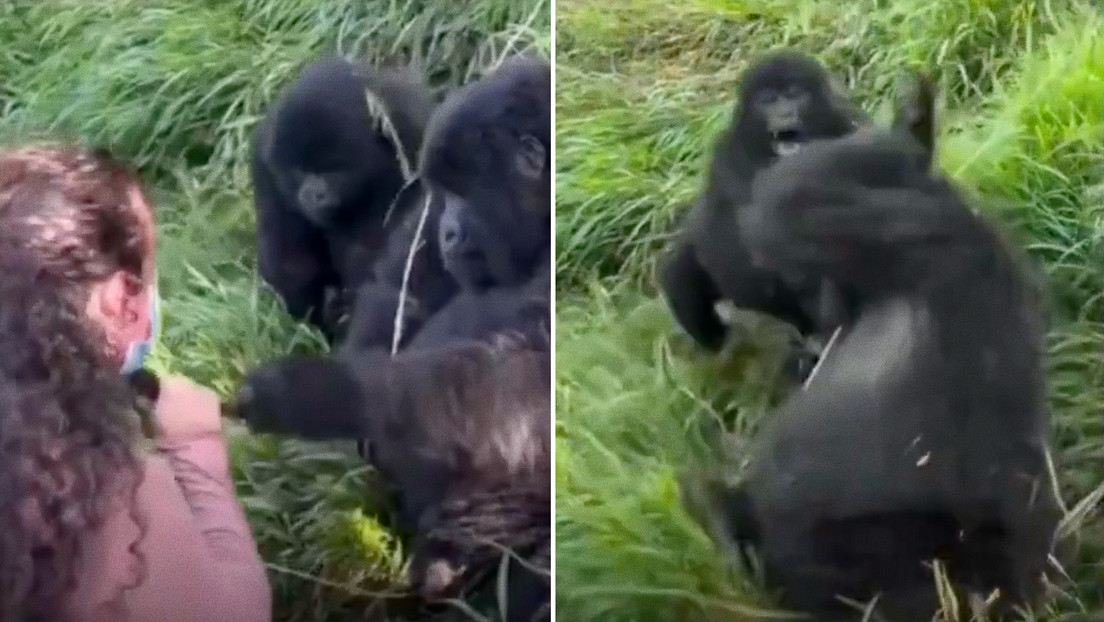 VIDEO: Un gorila macho es pillado en medio de una 'travesura' y termina golpeado por su pareja