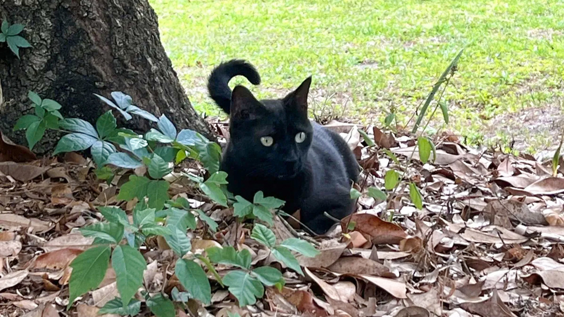 Un gato ayuda a la ciencia a descubrir un nuevo virus
