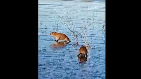 VIDEO: Capibaras quedan atrapados en una laguna argentina congelada por la ola polar
