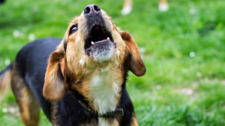 El ladrido de un perro salva 67 vidas