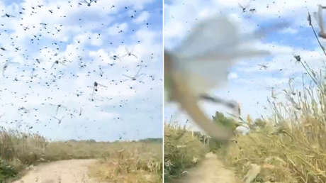 'Plaga bíblica': Enormes enjambres de langostas devoran el sur de Ucrania