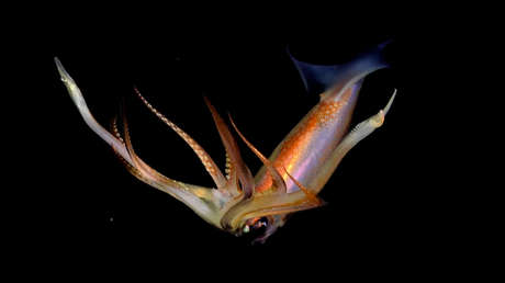 Científicos argentinos transmiten una histórica expedición marítima a 3.500 metros de profundidad