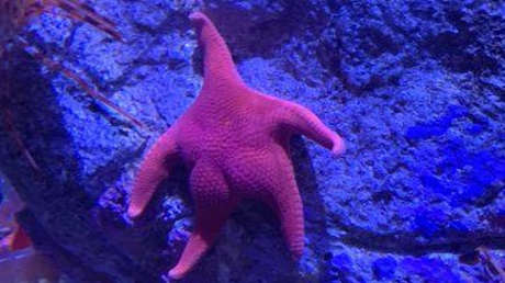 Una estrella de mar "culona" conquista Internet