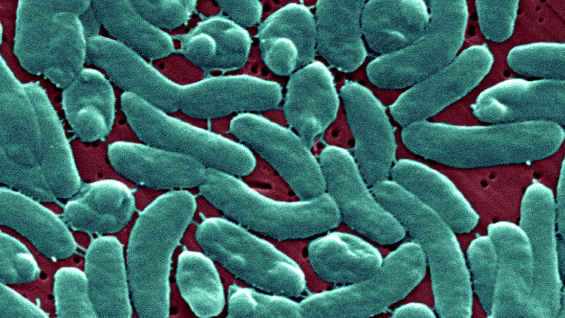 Varios muertos e infectados: la temida 'bacteria carnívora' vuelve al acecho en EE.UU.