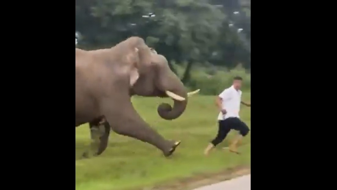 VIDEO: Un hombre es multado tras ser pisoteado por un elefante al intentar hacer una 'selfie'
