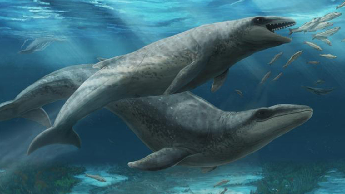 Extinto ancestro de la 'mansa' ballena barbada resultó ser un temible depredador del tamaño de un delfín