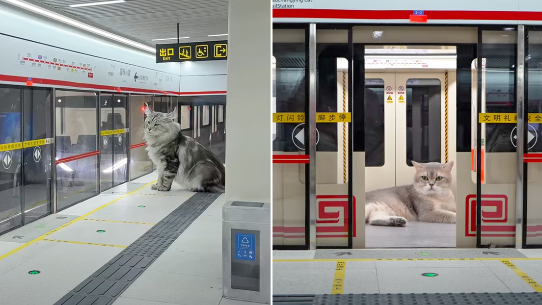 VIDEO: Joven chino estrena tren y estación de metro para gatos