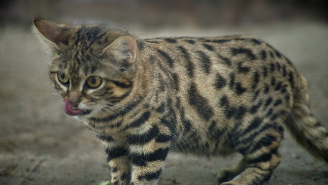 Cómo es el felino más mortífero de la Tierra, una máquina de matar bajo apariencia angelical