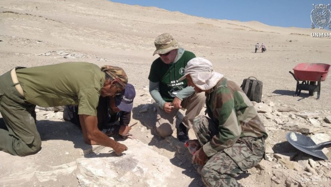 Hallan en un desierto los restos fósiles de una misteriosa ave marina de 20 millones de años