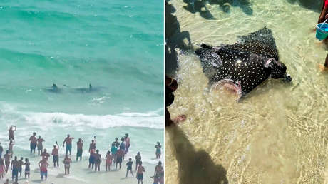 VIDEO: Un tiburón y una mantarraya se enfrentan en la orilla de una playa en EE.UU.