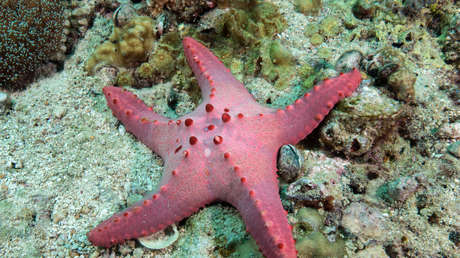 Fin del misterio: develan la causa de muerte de más de 5.000 millones de estas enigmáticas criaturas del océano