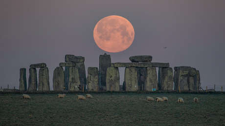 Undiente de Vaca Podría Resolver El Misterio de la Construcción de Stonehenge