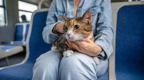 Multan a pareja por gato que maúlla demasiado fuerte