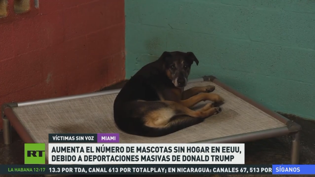 Aumentan las mascotas sin hogar en EE.UU. debido a las deportaciones masivas de Trump