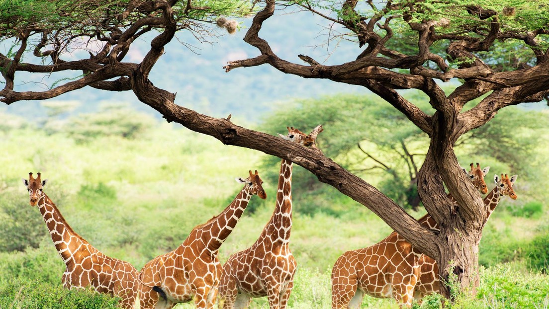 Las jirafas se están extinguiendo rápidamente en África: así quieren salvar a las más raras