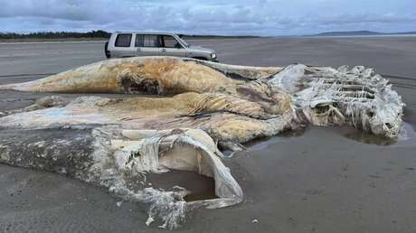 Hallan el cadáver de una gigantesca y misteriosa criatura marina