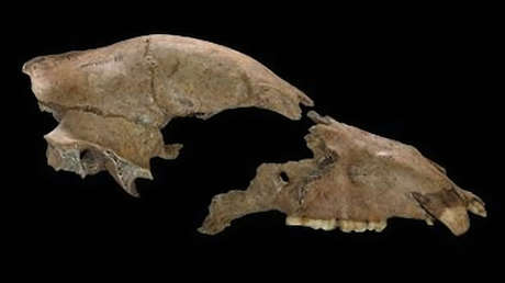 Hallan el cráneo de un oso pardo que participó en combates contra gladiadores romanos