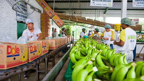 Bananas y cocaína: la 'dulce' vía del tráfico de drogas desde Suramérica
