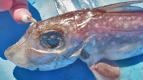 Descubren al único animal cartilaginoso que tiene dientes en la frente