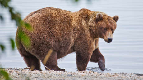 Eligen al "oso más gordo y exitoso" en un concurso en Alaska