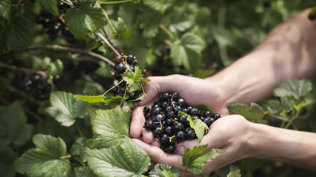 El aliado natural del hígado contra el alcohol