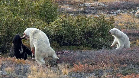 FOTO: Captan en cámara una pelea entre un oso polar y uno negro en Canadá
