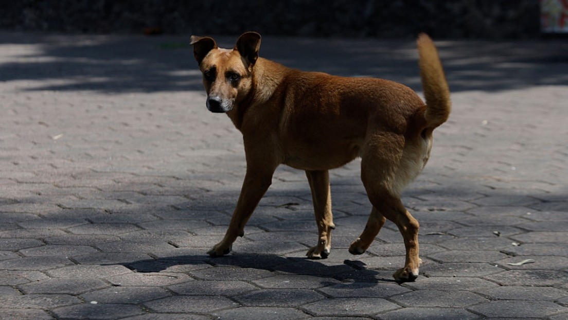 Por la violencia entre bandas, pueblo brasileño queda desierto y deja a sus animales hambrientos