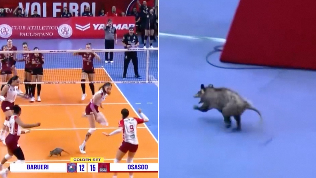 VIDEO: Inusual intruso se roba el 'show' de semifinal brasileña de vóley 'a lo rata'