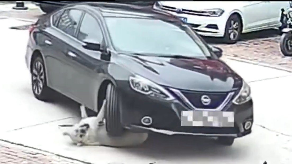 Perro obeso sobrevive a accidente de tráfico en China gracias al exceso de grasa (VIDEO)