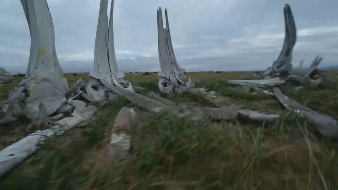 VIDEO: Vista de dron de un enorme cementerio de ballenas en Rusia
