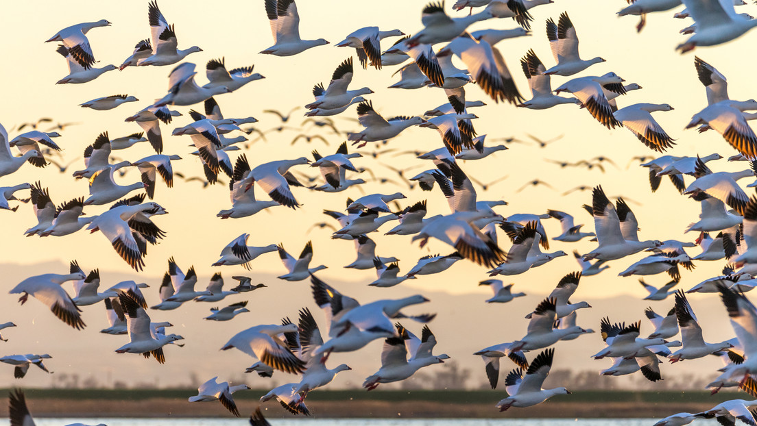Científicos hacen un funesto aviso sobre las aves