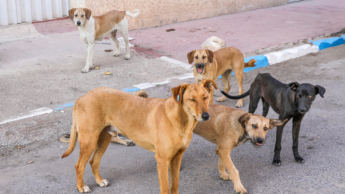 "Un modelo para América Latina": El llamado de Bukele en búsqueda de talentos para salvar animales callejeros