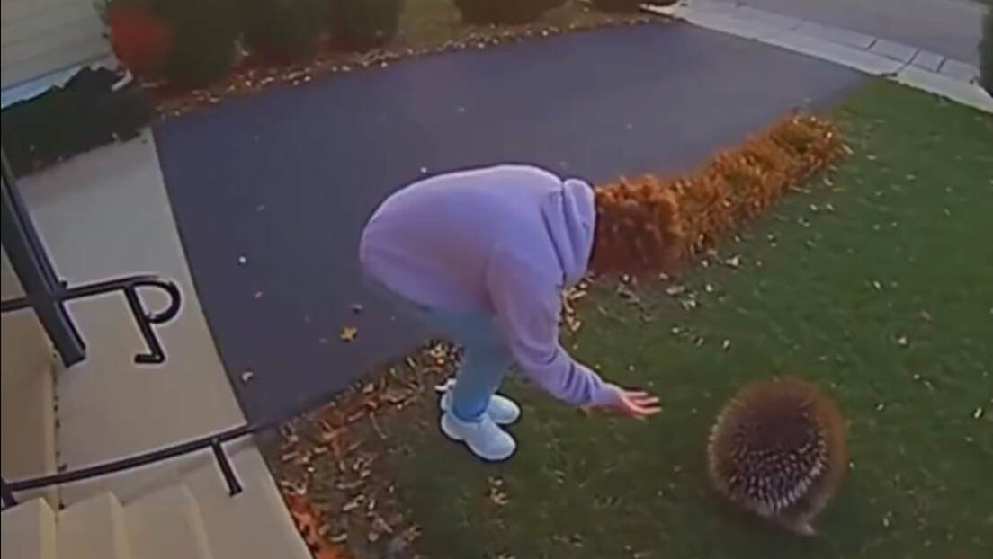 Video de IA de ataque increíble de un puercoespín se vuelve viral y genera miles de visitas