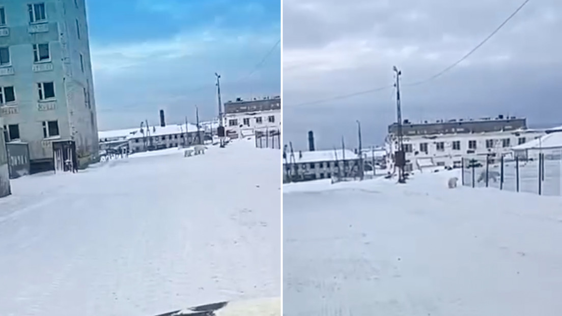 VIDEO: los osos polares pasean por las calles en Siberia