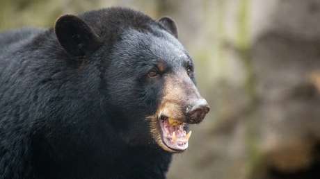 Campista aparece muerto días después de enviar la foto de un oso a su familia
