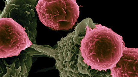 Sorpresa en el sistema inmunitario: el fascinante mundo de las células que se ganaron el Nobel de Medicina