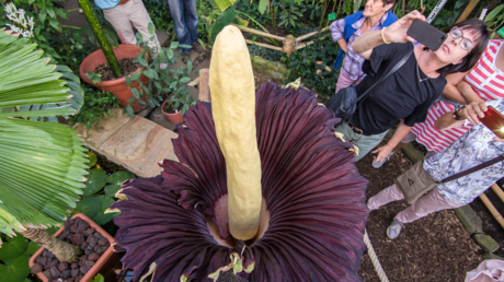 Roban la flor más grande y apestosa del mundo