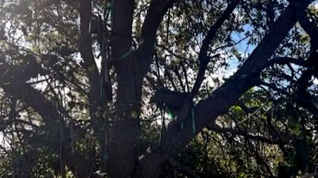 El FBI investiga una posición de caza con línea de visión directa hacia la salida del Air Force One de Trump