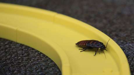 Quiere quemar a una cucaracha y acaba matando a su vecina