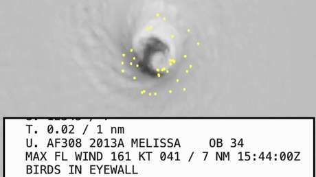 Millares de pájaros quedan atrapados en el ojo del huracán Melissa