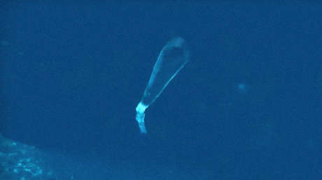 "Sin parangón en el mundo": Rusia prueba el complejo submarino Poseidón