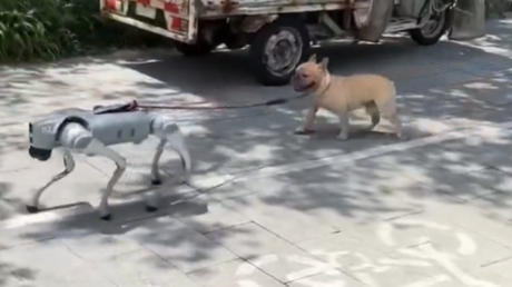 VIDEO: Un perro robot pasea a un perro real y la escena se vuelve viral