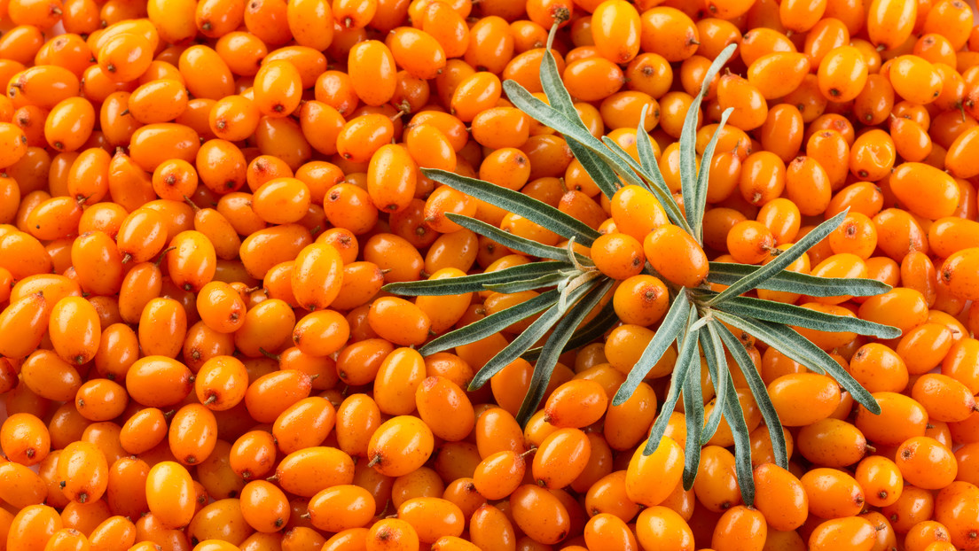 La baya 'milagrosa' capaz de proteger varios sistemas y prevenir el cáncer